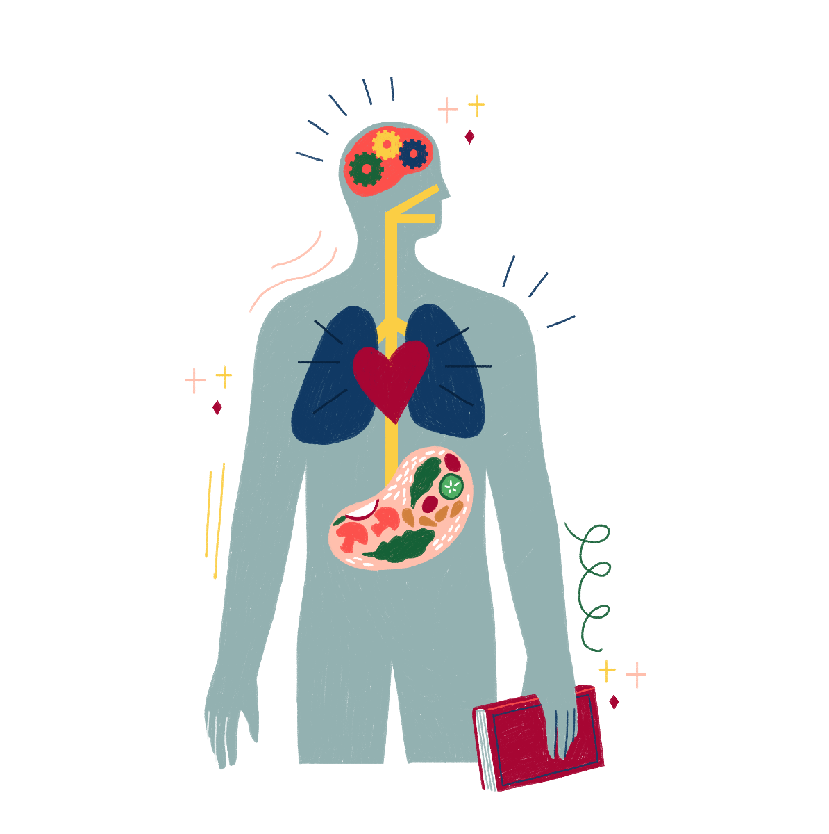 Illustrated diagram of stomach and body health