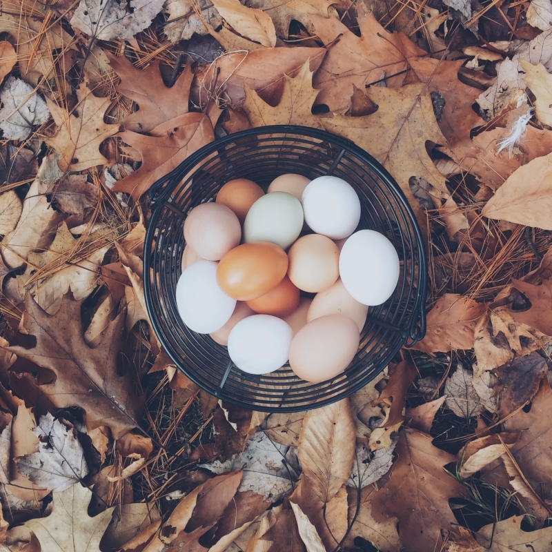 Eggs in basket